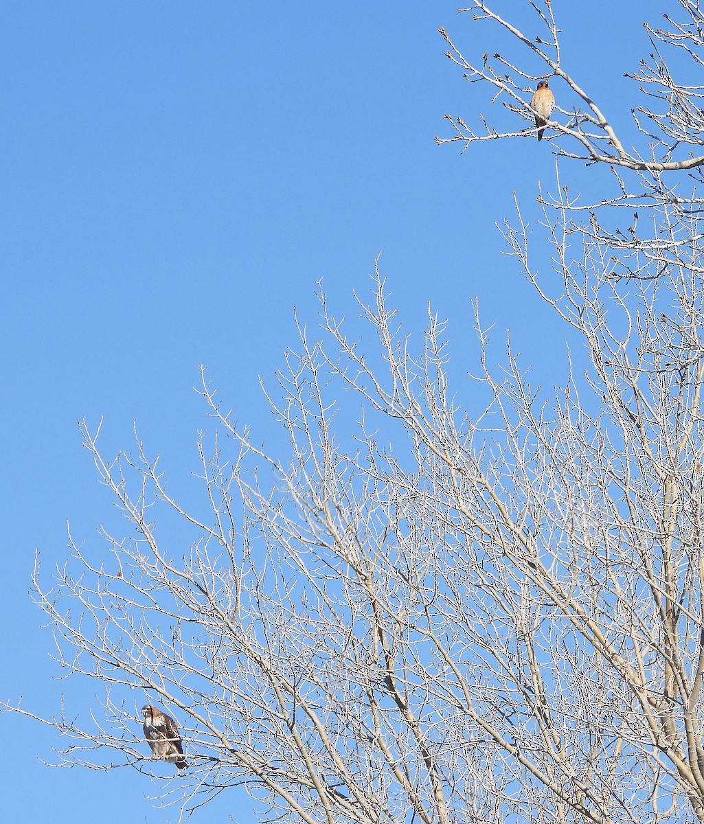 Red-tailed Hawk - ML418703381