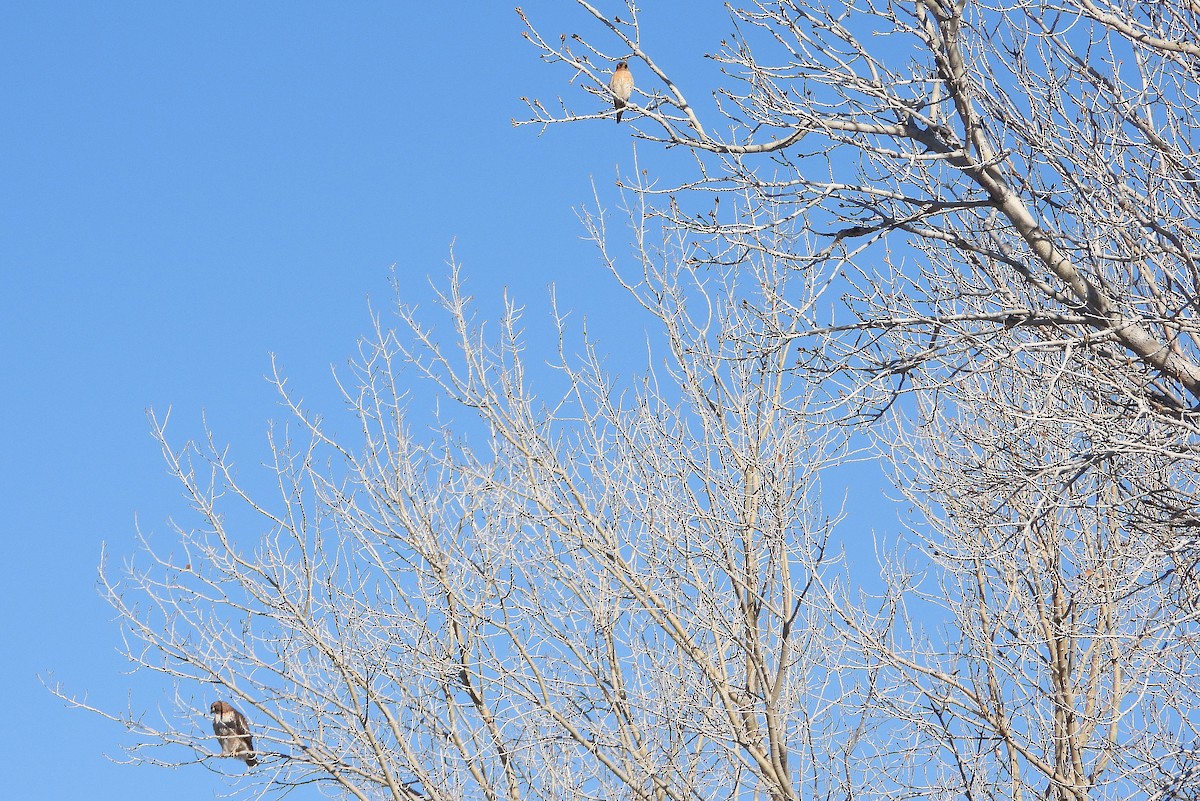 American Kestrel - ML418703661