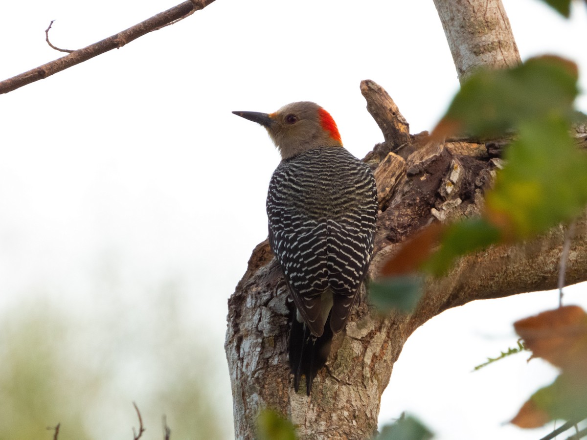 Golden-fronted Woodpecker - Ivani Martínez Paredes