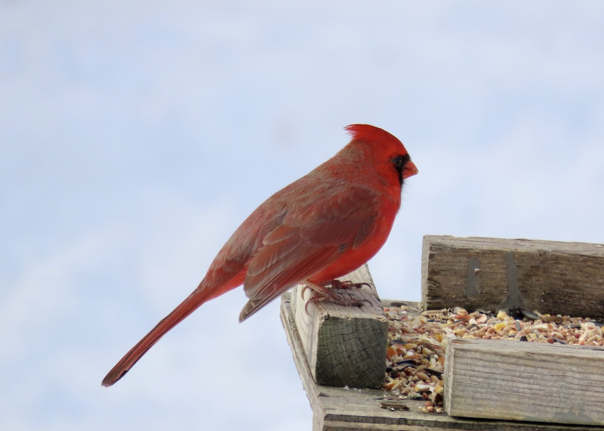 Cardinal rouge - ML418707211