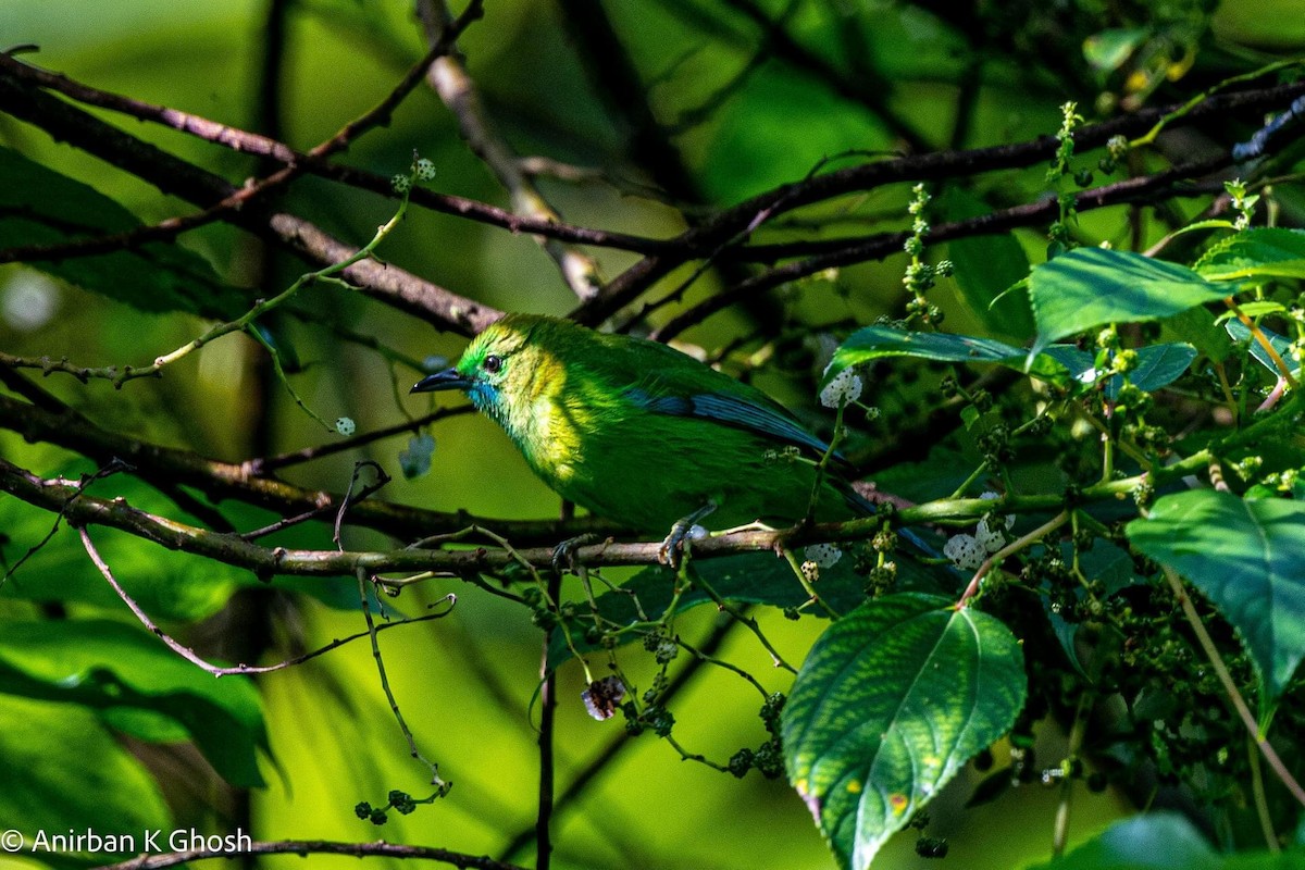 Blue-winged Leafbird - Anirban K Ghosh