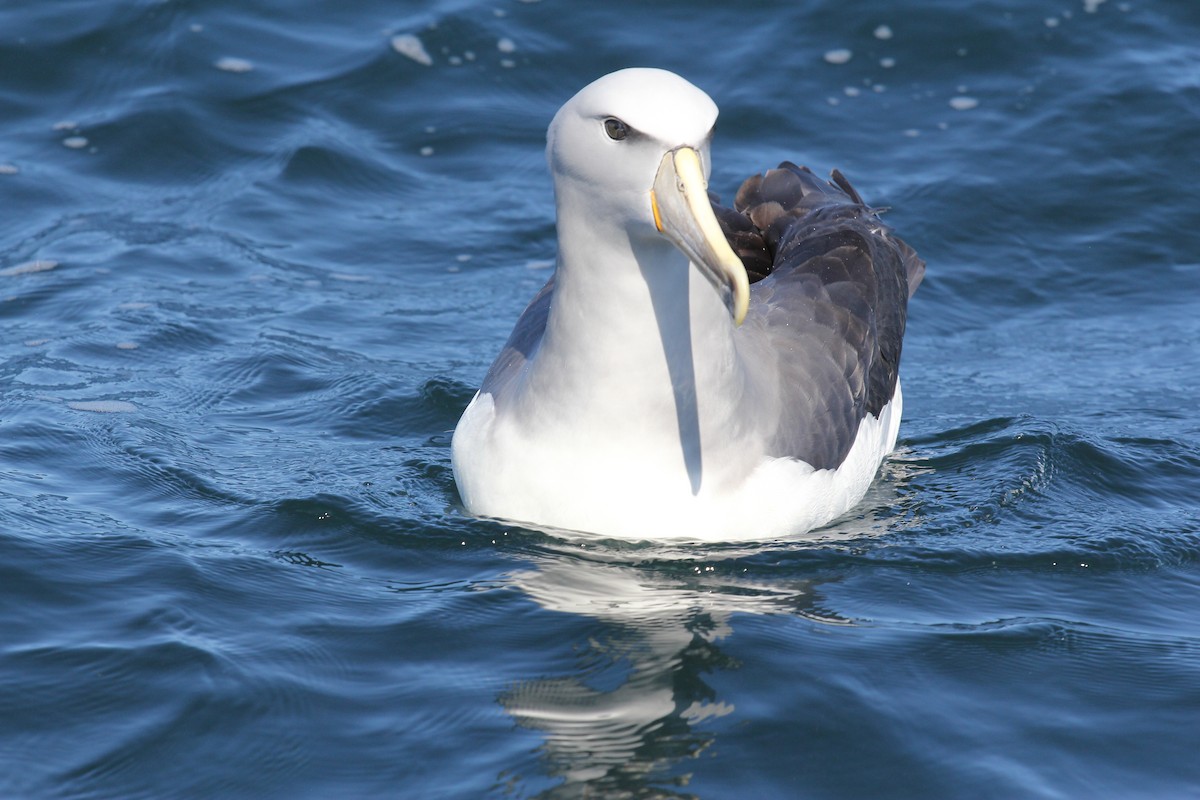 Salvin's Albatross - Encounter Kaikoura