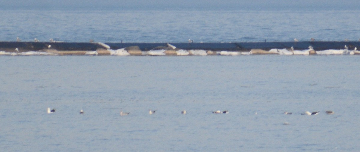 racek mořský - ML418710351