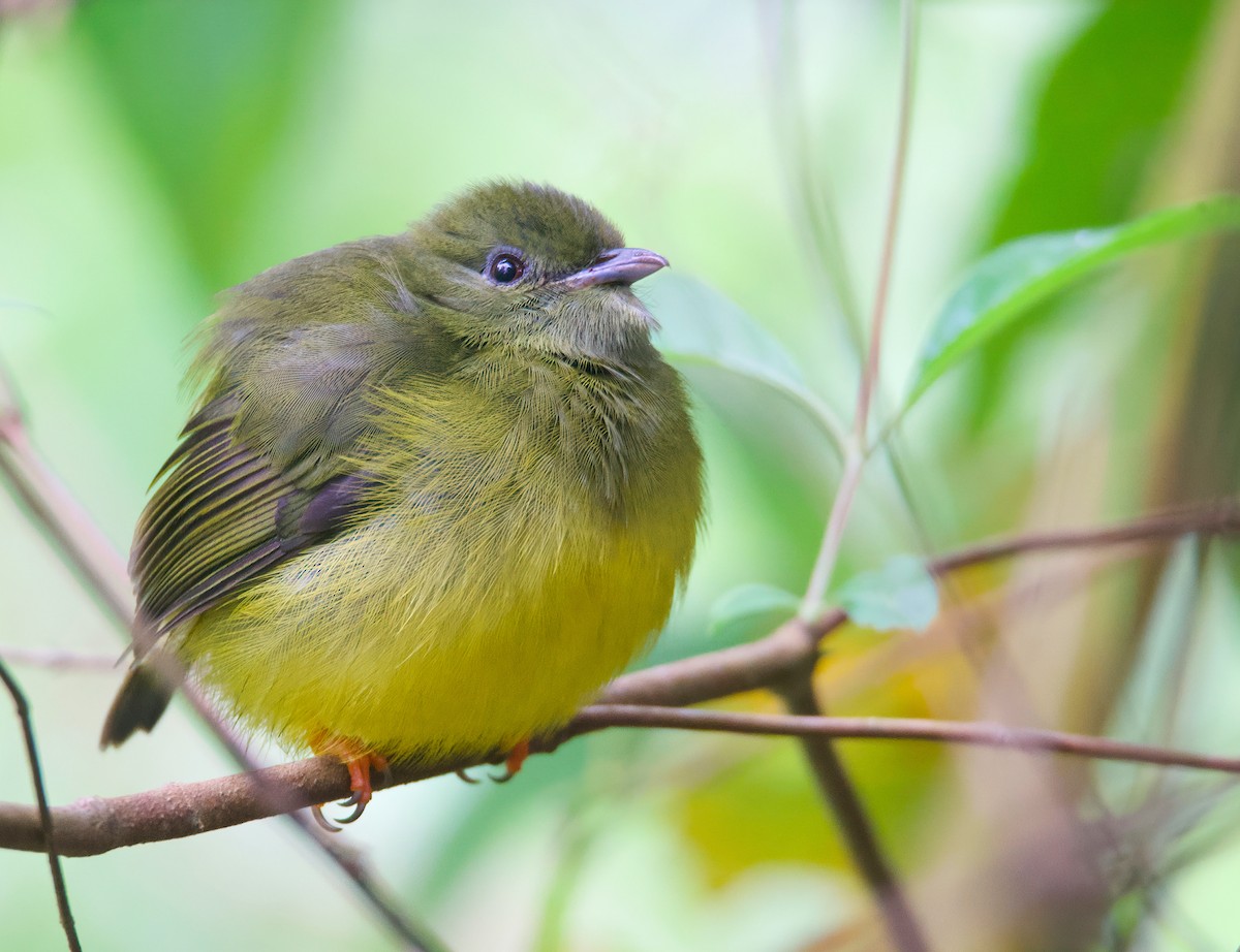 White-collared Manakin - Matt Mason