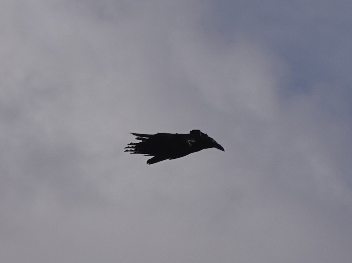 Chihuahuan Raven - ML418712381