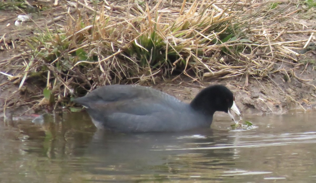 American Coot - ML418713551