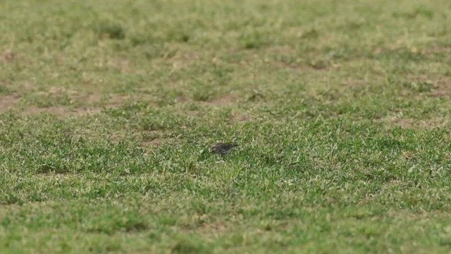 Pipit d'Amérique (japonicus) - ML418713861