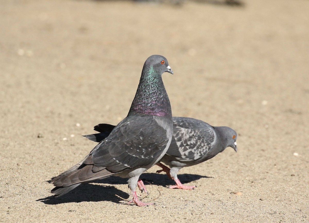 Rock Pigeon (Feral Pigeon) - Chris Orr