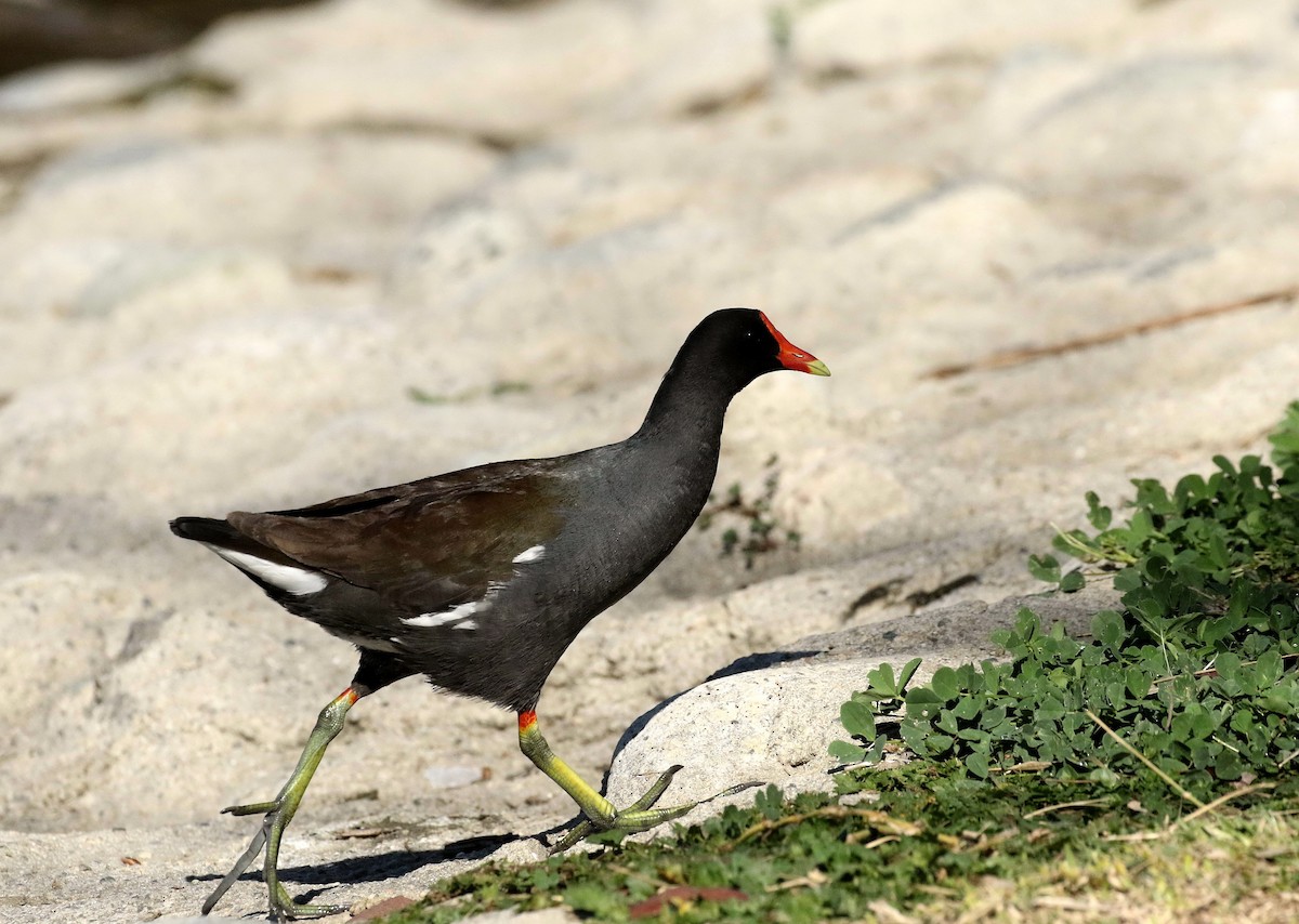 Common Gallinule - Chris Orr