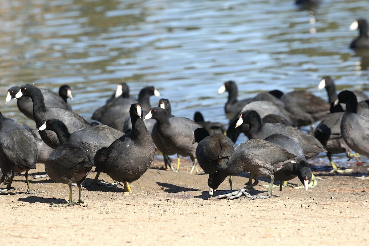 American Coot - ML418715281