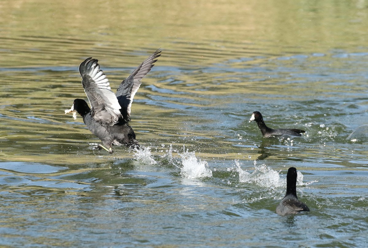 American Coot - Chris Orr