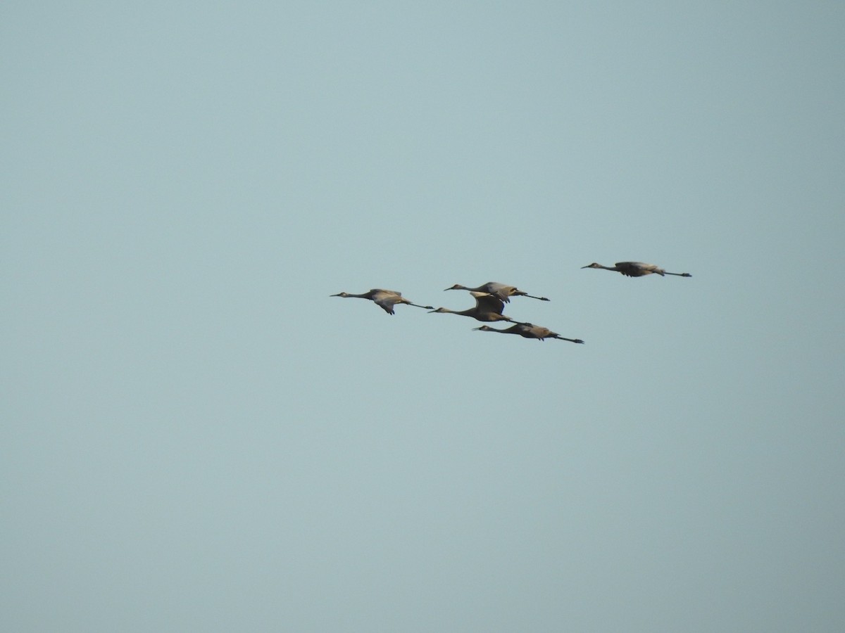 Sandhill Crane - ML418715901