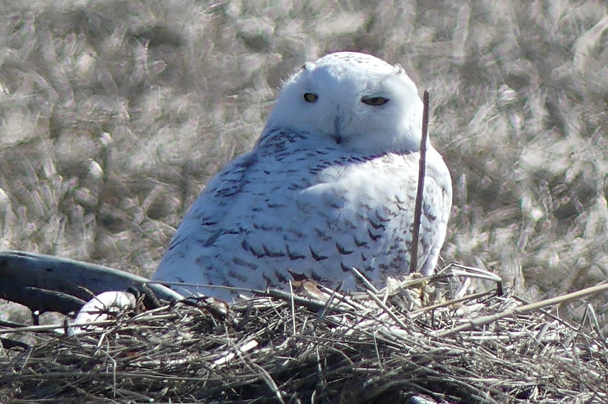 Snowy Owl - ML418715921