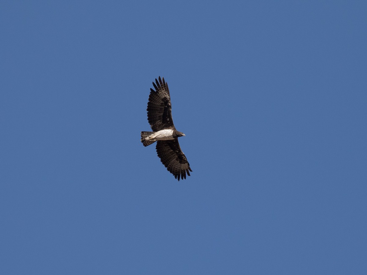 Águila Marcial - ML418718431