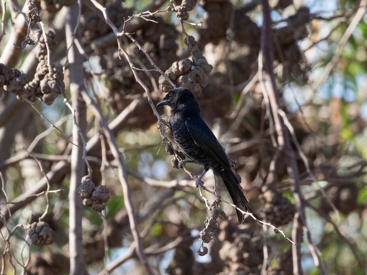 Fork-tailed Drongo - ML418718881
