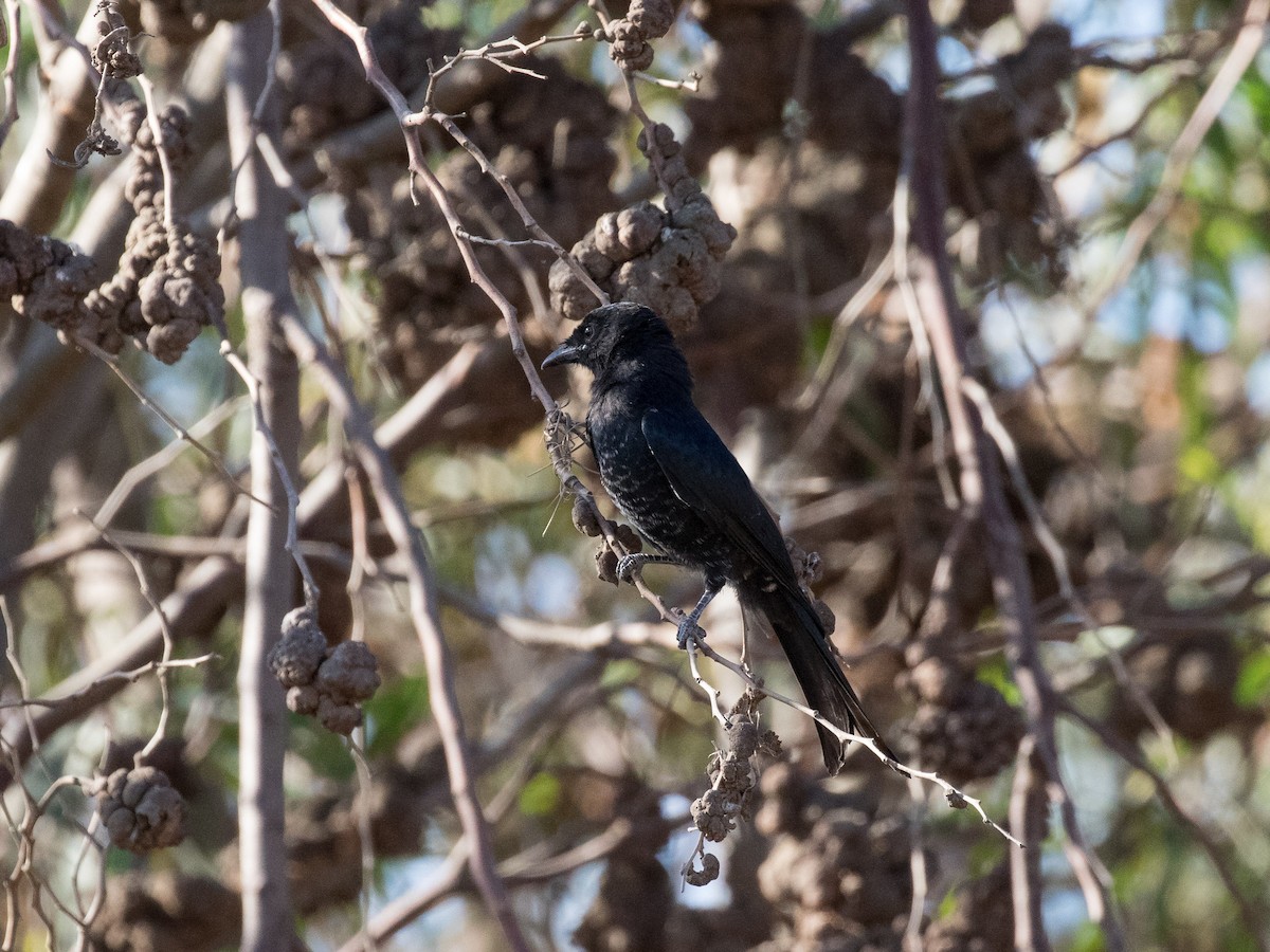 drongo africký - ML418718881