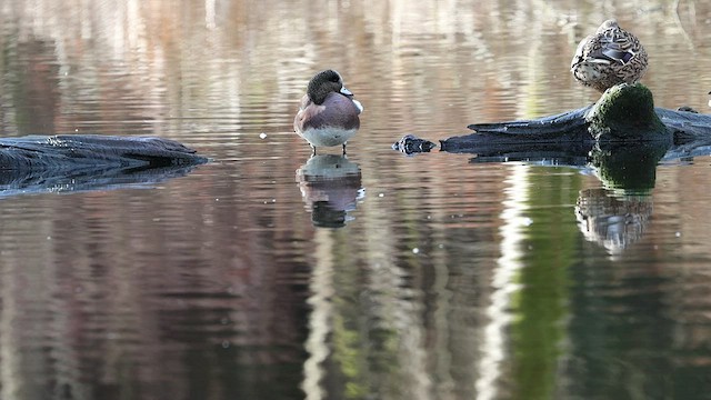 American Wigeon - ML418720561