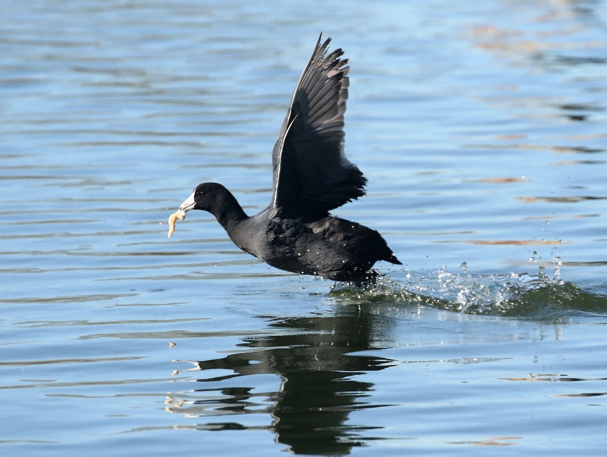 American Coot - ML418720821