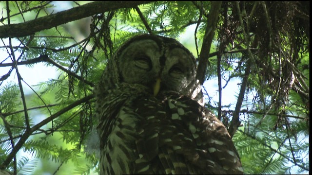 Barred Owl - ML418722