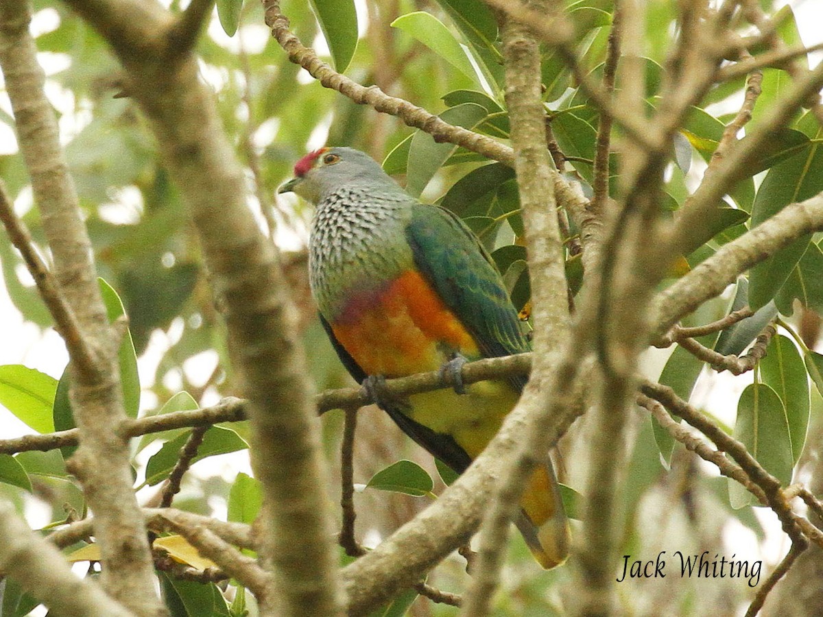 Rose-crowned Fruit-Dove - ML41872291