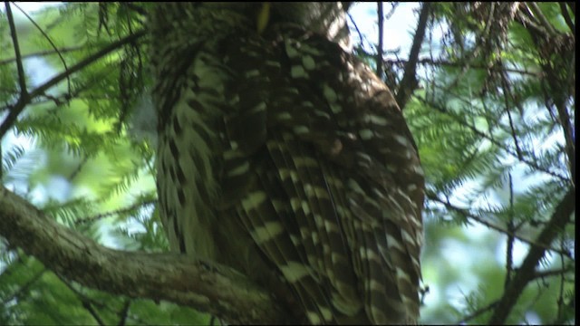 Barred Owl - ML418723