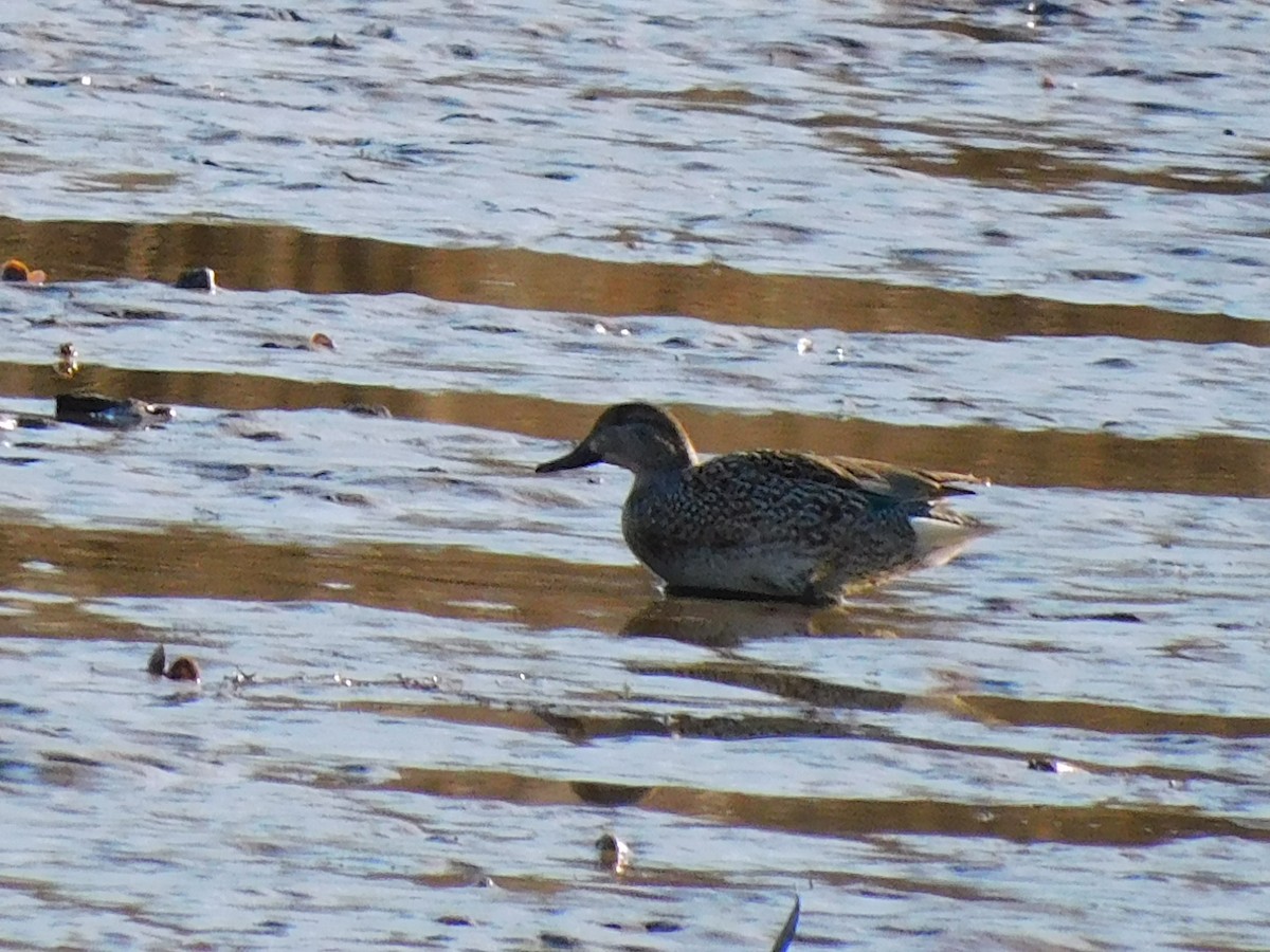 Green-winged Teal - ML418723931
