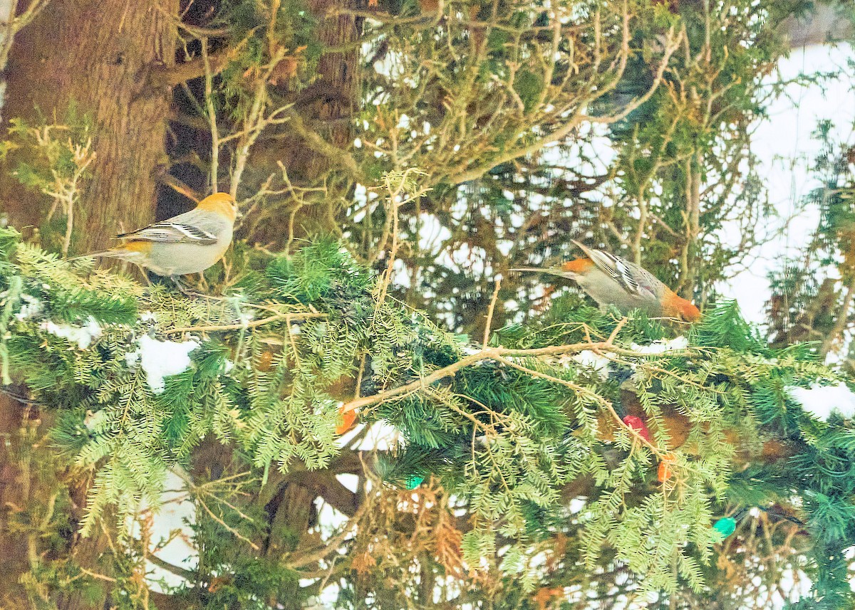 Pine Grosbeak - ML418724371