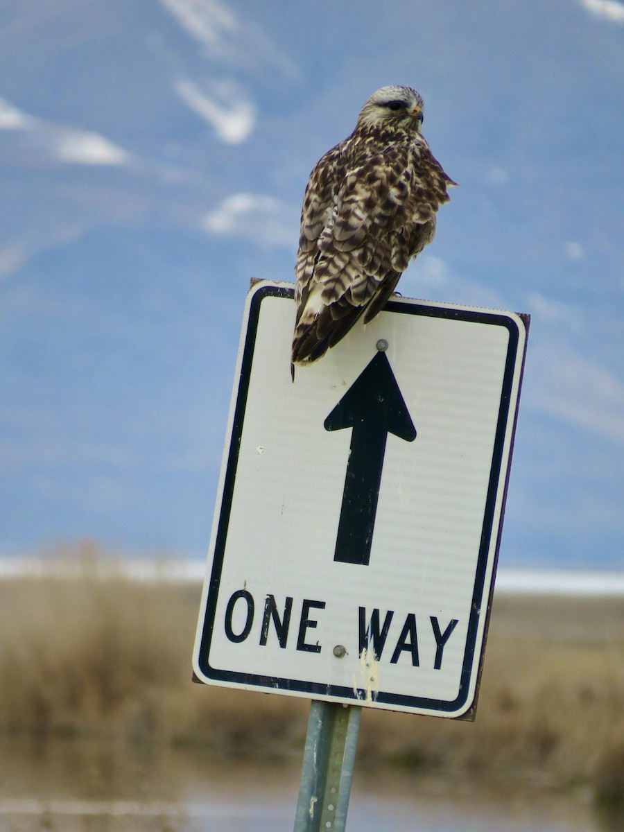 Rough-legged Hawk - ML418724791