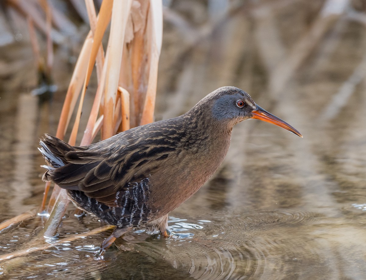 Virginia Rail - Kevin Rutherford