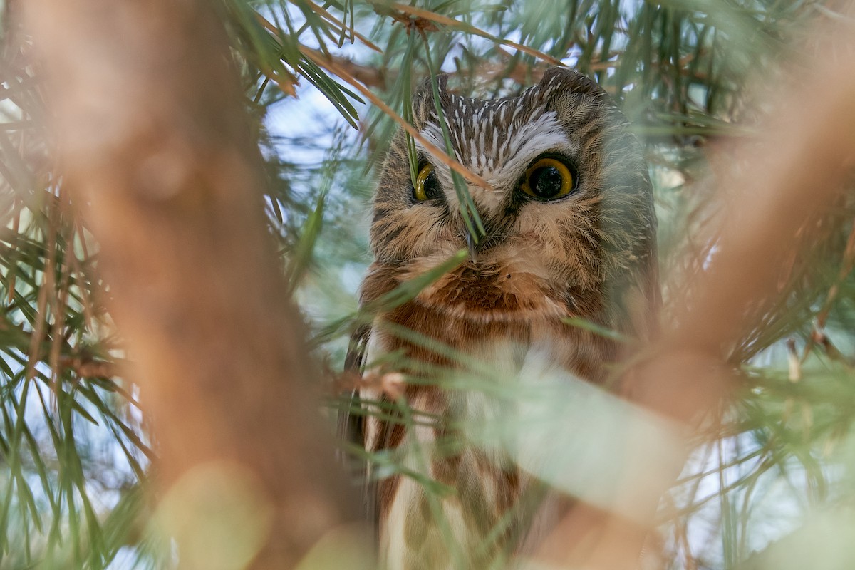 Northern Saw-whet Owl - ML418725421