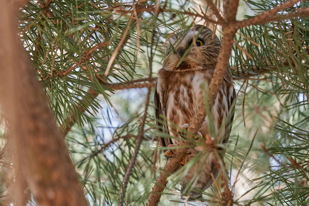 Northern Saw-whet Owl - Thane Dinsdale