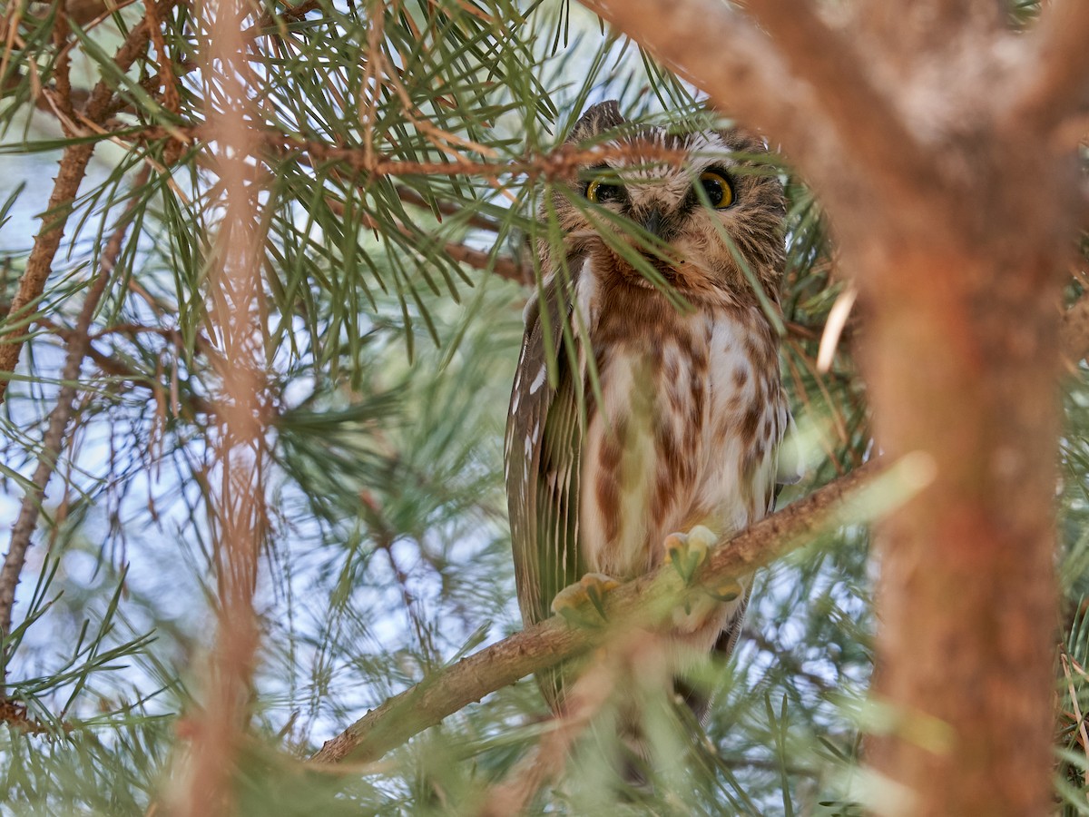 Northern Saw-whet Owl - Thane Dinsdale