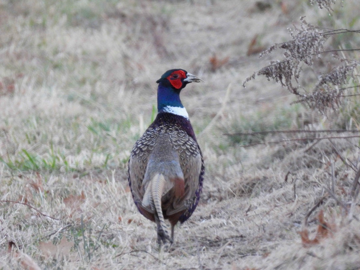 Ring-necked Pheasant - ML418727151