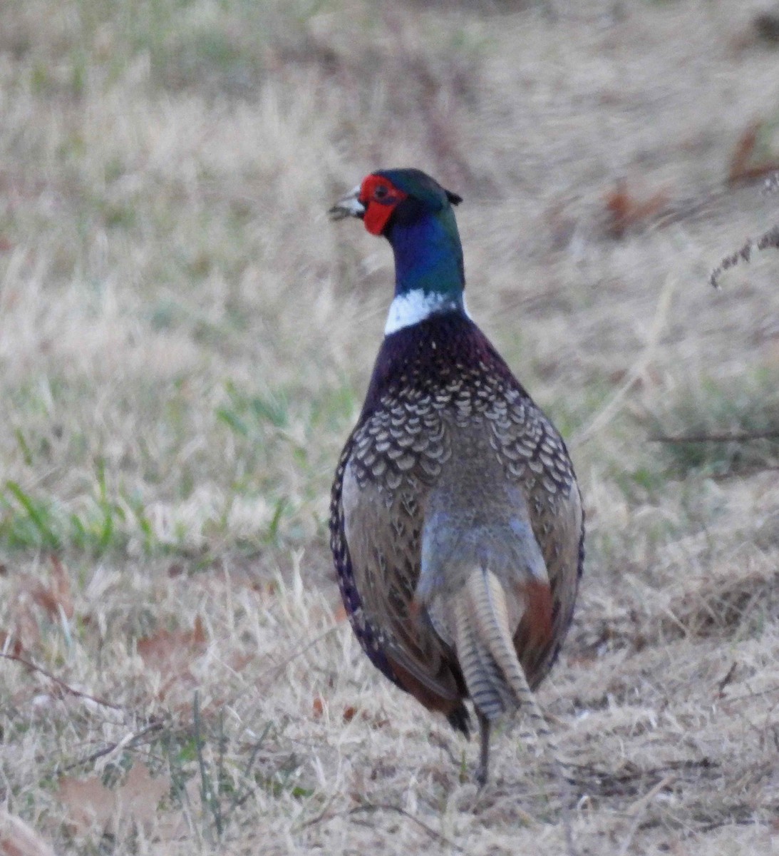 Ring-necked Pheasant - ML418727221