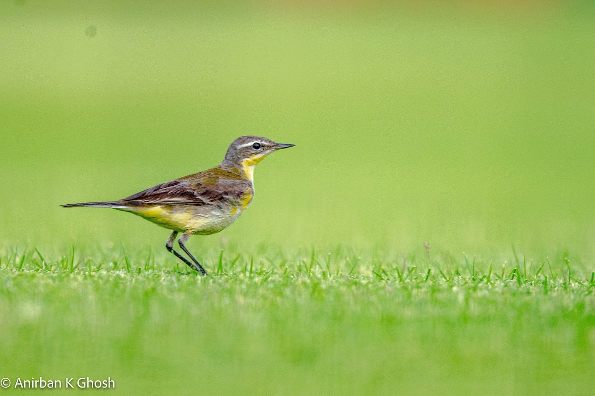 Eastern Yellow Wagtail - Anirban K Ghosh