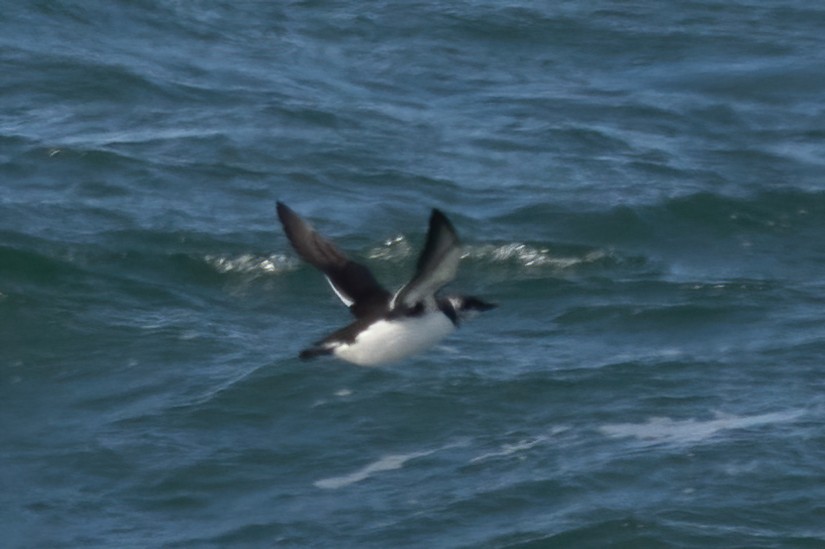 Thick-billed Murre - ML418728321