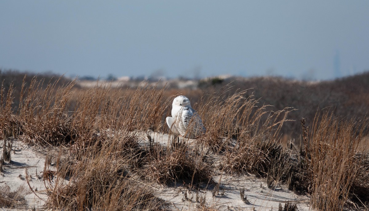 Snowy Owl - ML418729451