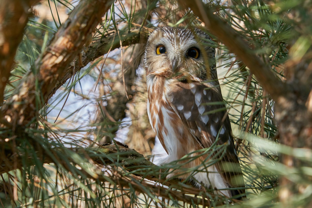 Northern Saw-whet Owl - Thane Dinsdale