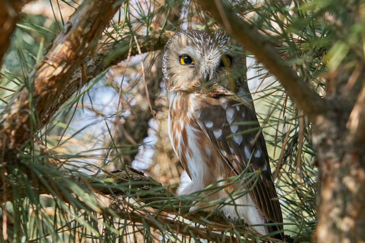 Northern Saw-whet Owl - ML418729581