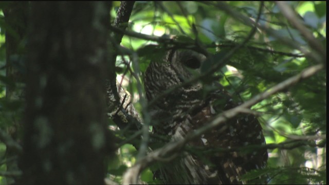 Barred Owl - ML418730