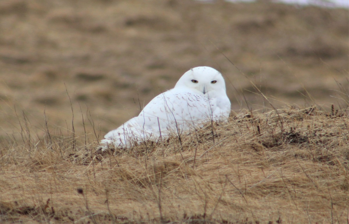 Snowy Owl - ML418731931