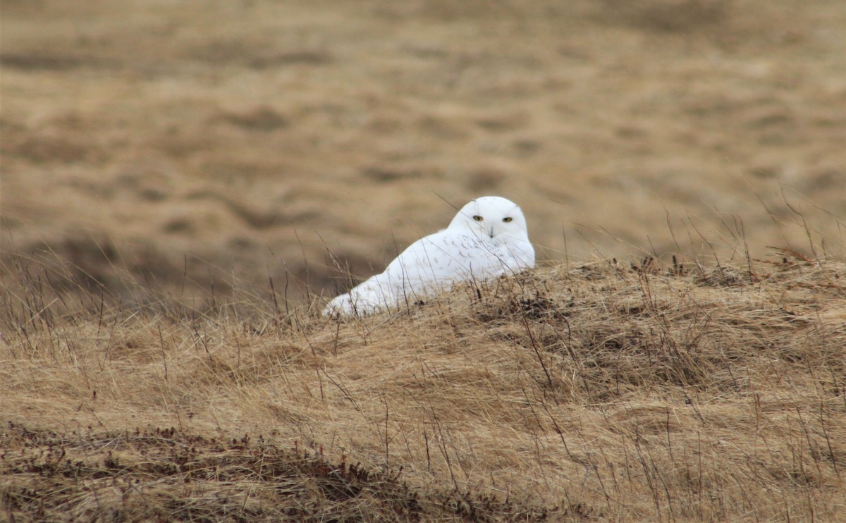 Snowy Owl - ML418731951