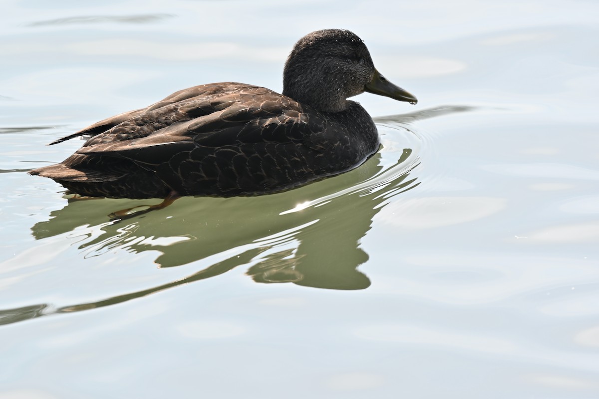 American Black Duck - Jean-Sebastien Chartier-Dumais