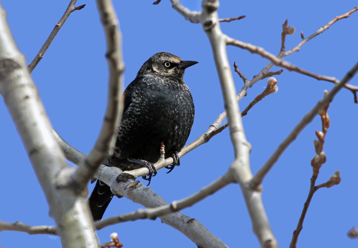 Rusty Blackbird - Ryan Schain