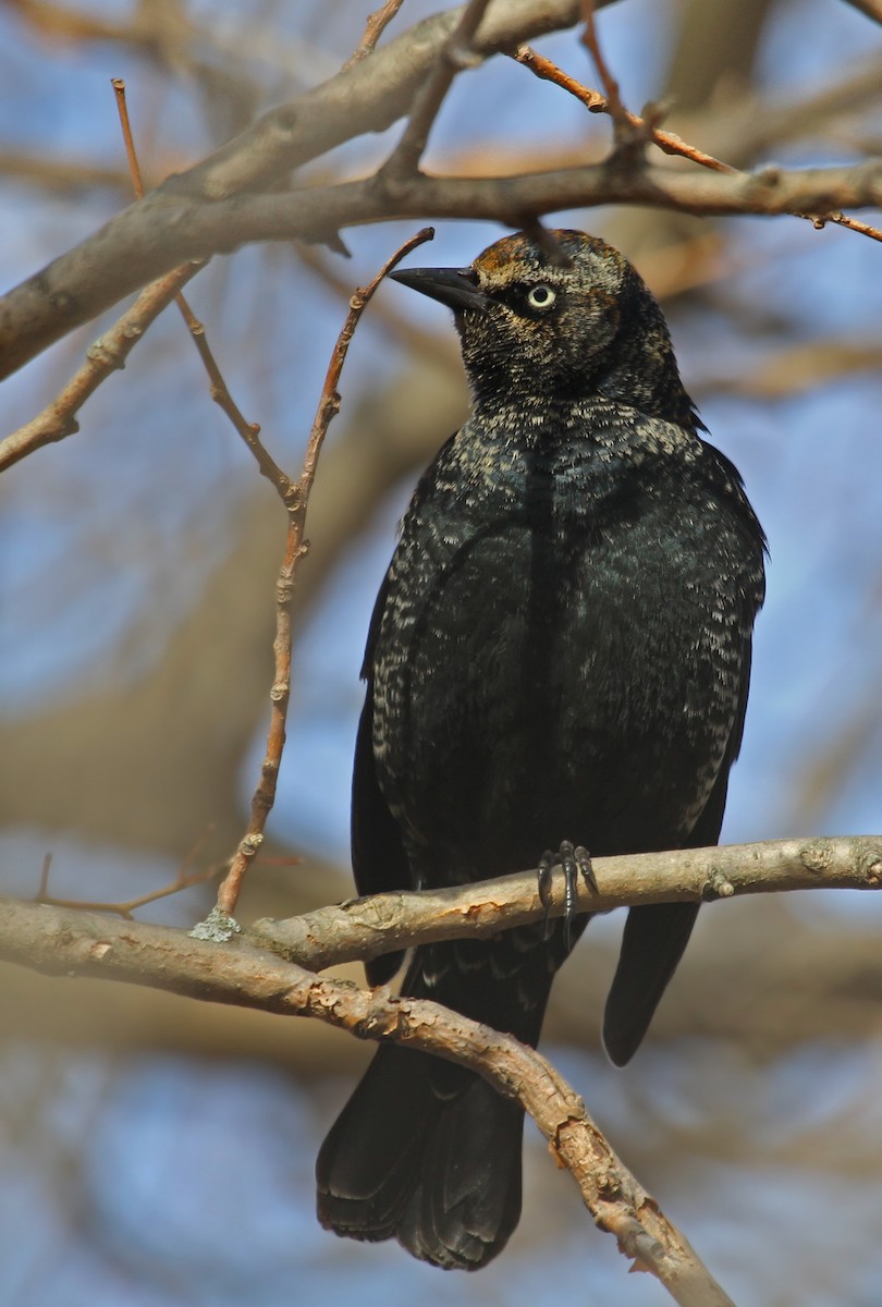 Rusty Blackbird - ML41873281