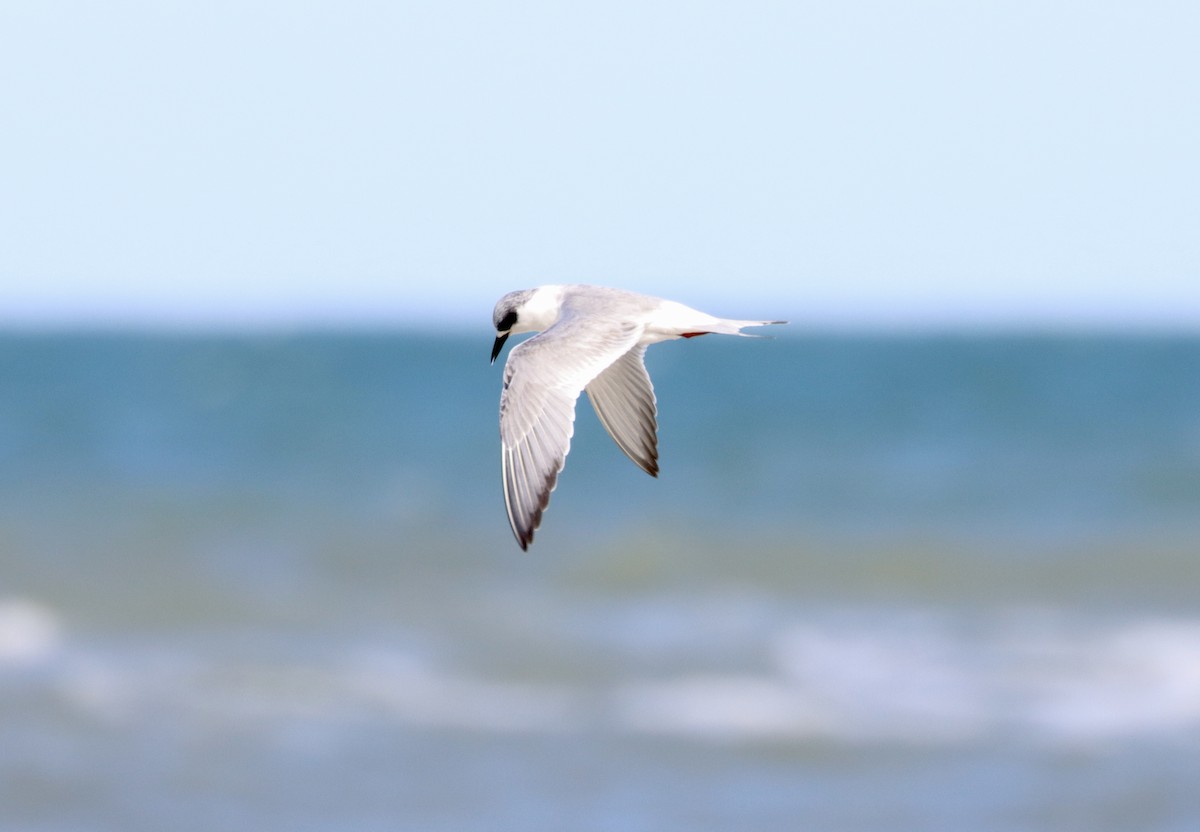 Forster's Tern - Kevin  Brix