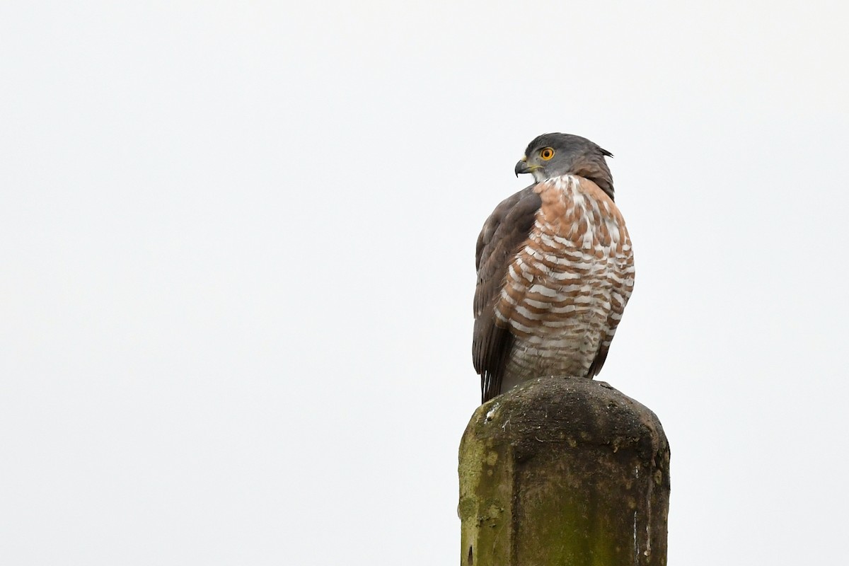 Crested Goshawk - ML418735881