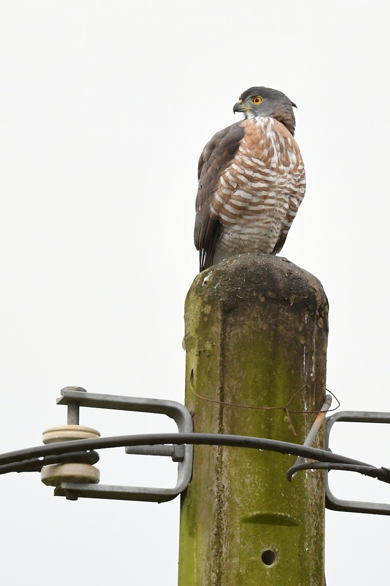 Crested Goshawk - ML418735971