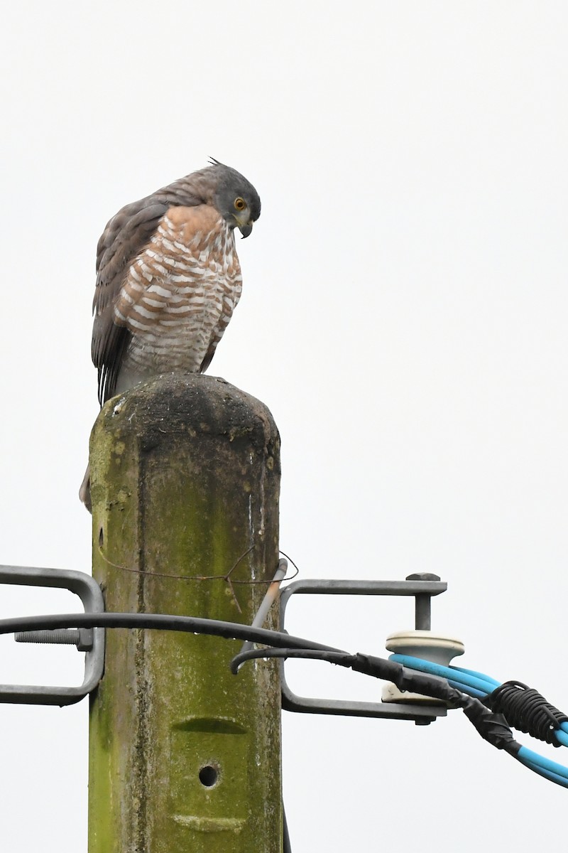 Crested Goshawk - ML418735981