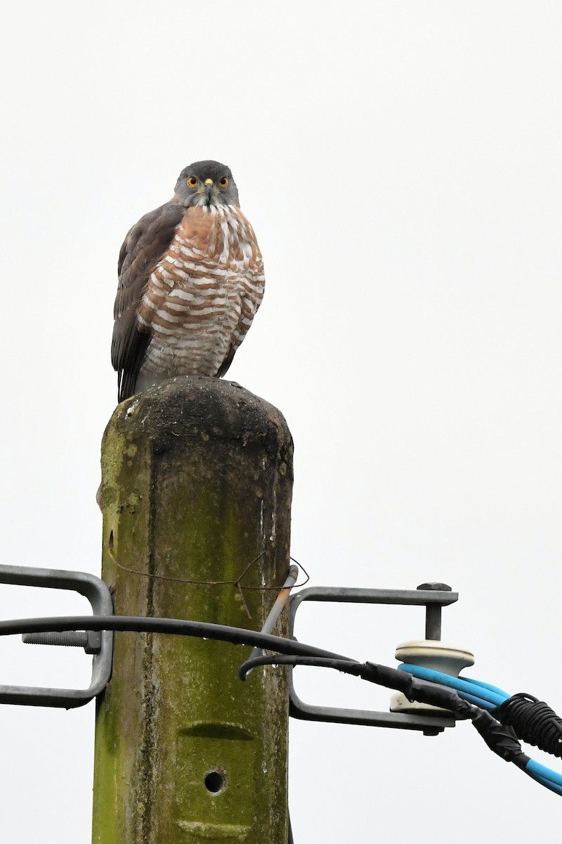 Crested Goshawk - ML418735991